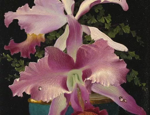 Orchidées
